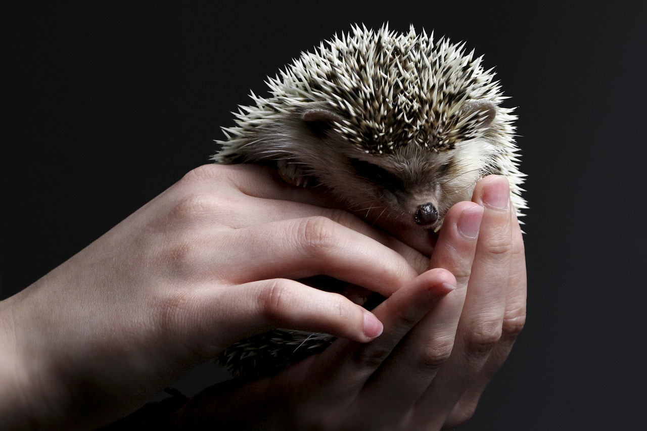 Exotic pets treatment