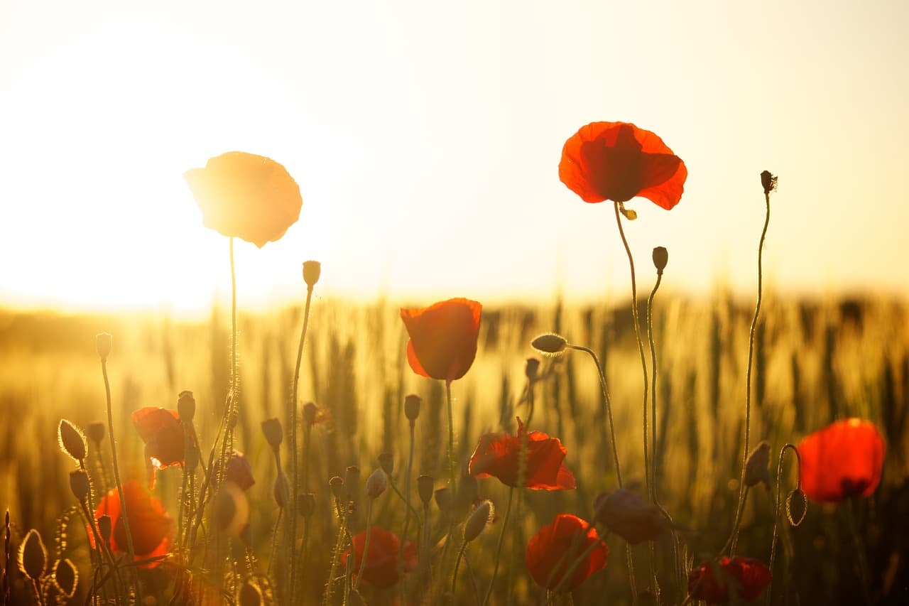 If you are allergic to pollen, take precautions